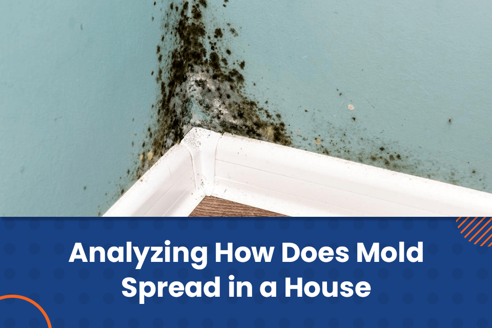 mold spreading in house ceiling