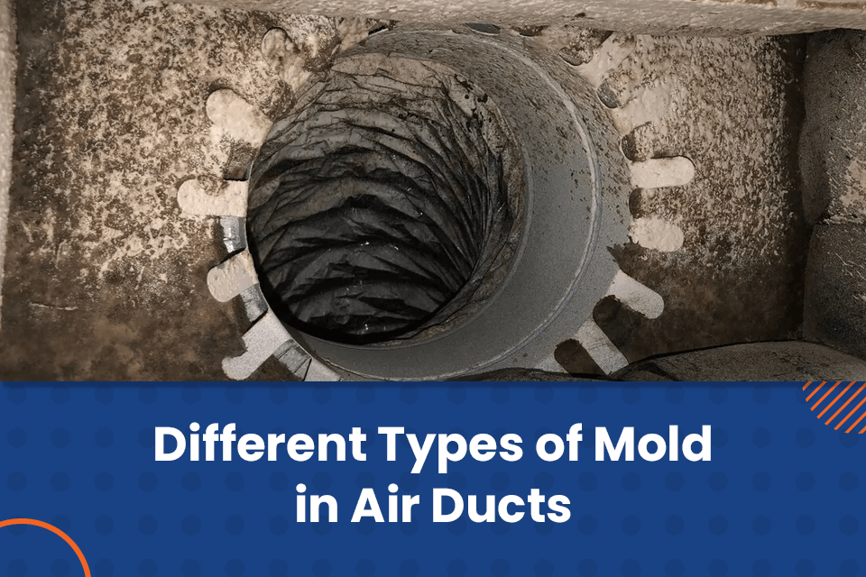 types of mold in air ducts