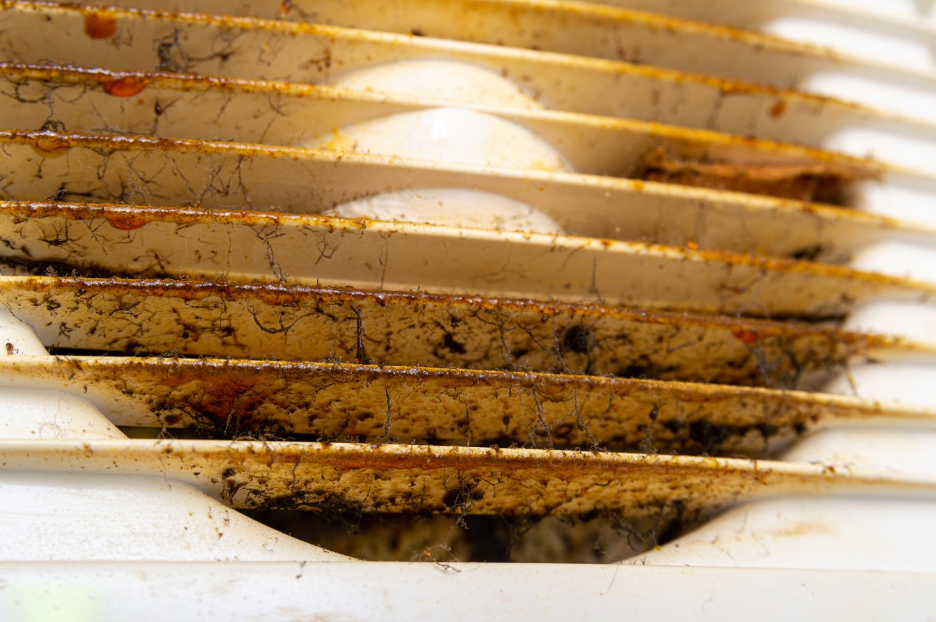 9 Types of Mold in Your Air Ducts You Should Know About